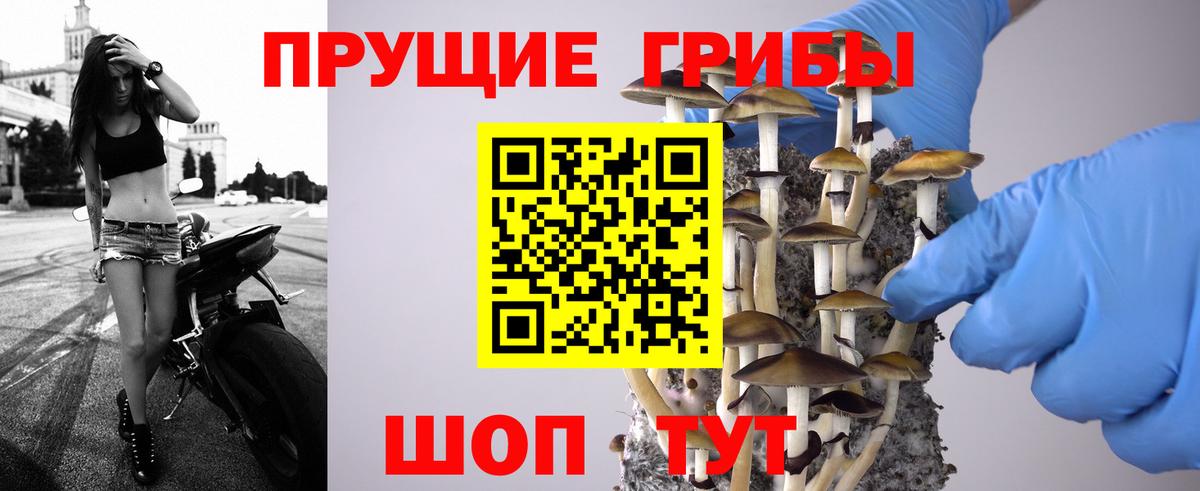 Галлюциногенные грибы прущие грибы Зима